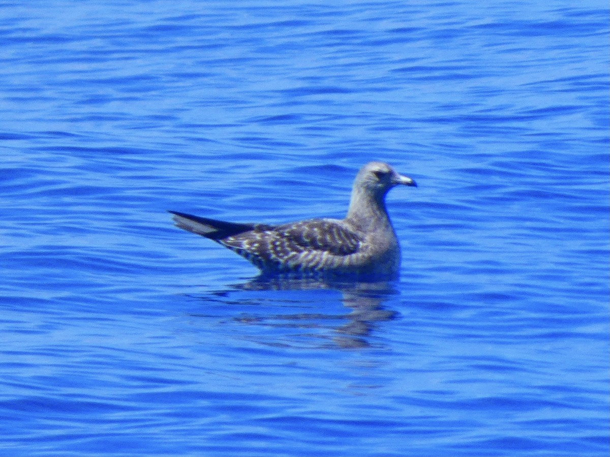 Long-tailed Jaeger - ML608748870