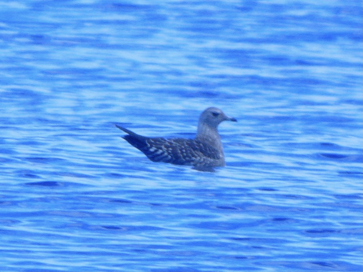 Long-tailed Jaeger - ML608748871