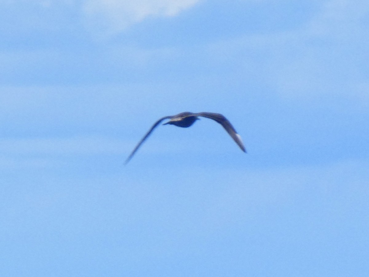 Long-tailed Jaeger - ML608748872