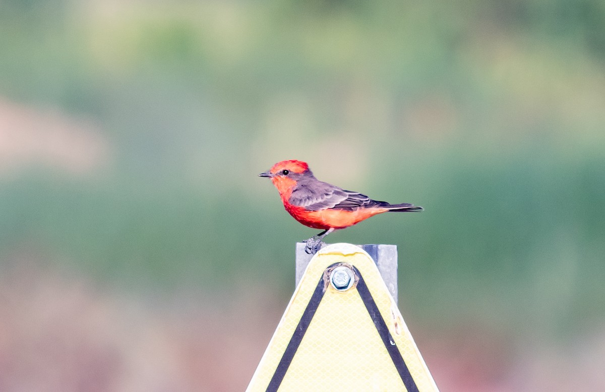 Vermilion Flycatcher - Nick Pulcinella