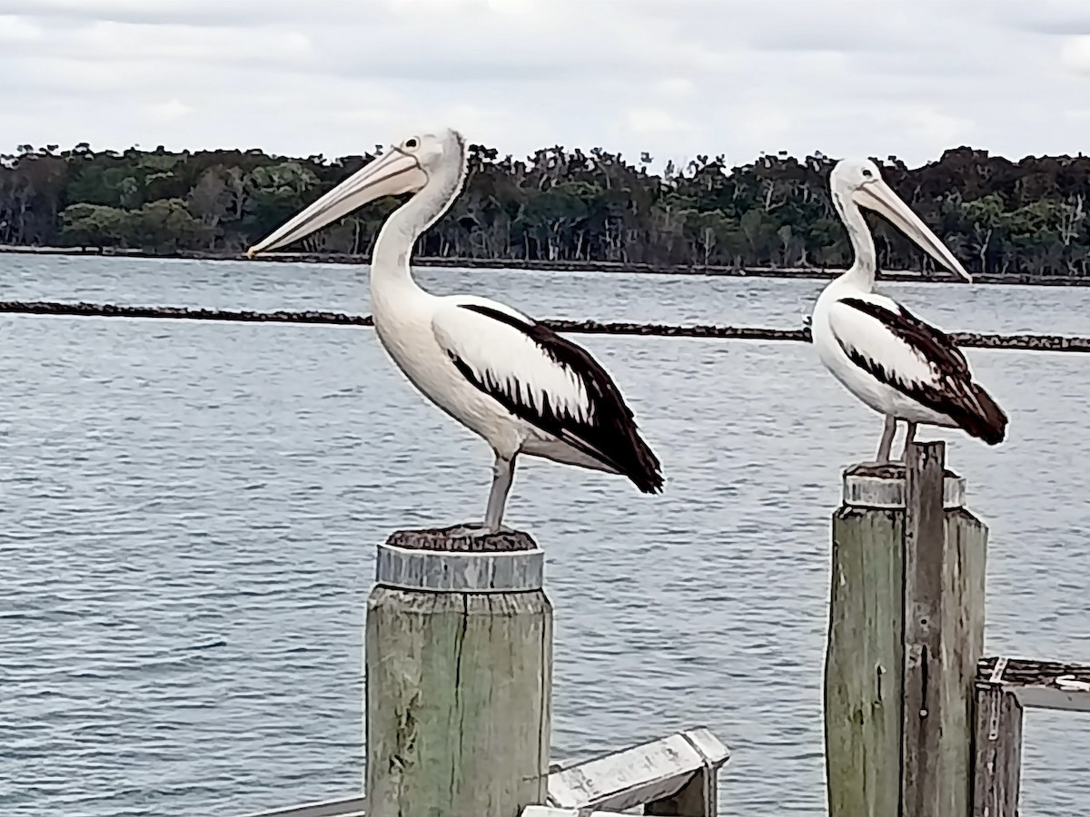 pelikán australský - ML608749022