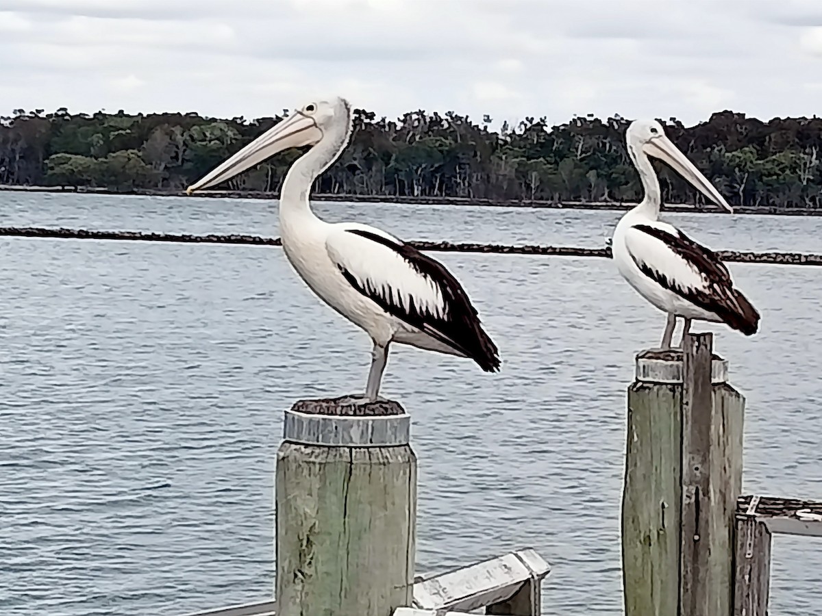 Australian Pelican - ML608749022