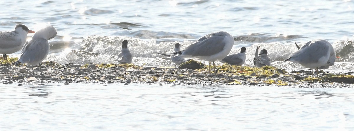 Common Tern - ML608749070