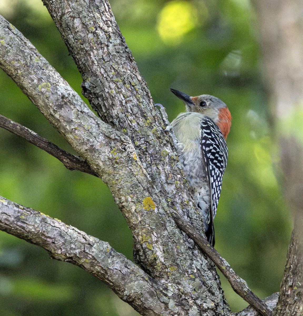 Red-bellied Woodpecker - ML608749108