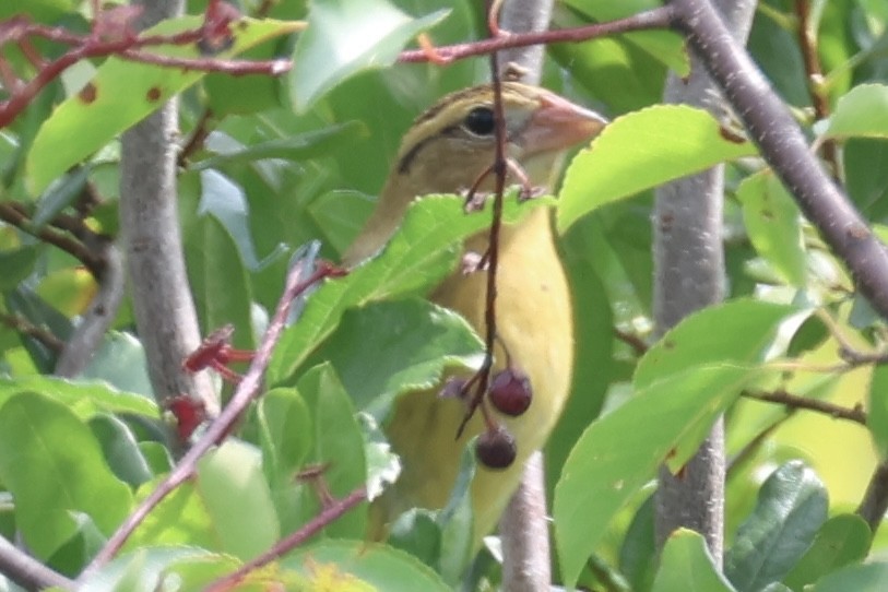 Bobolink - ML608749143