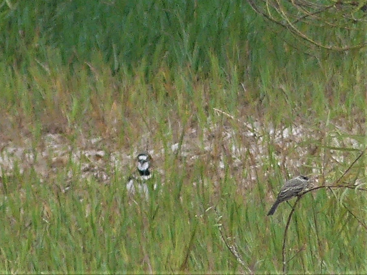 Vermilion Flycatcher - ML608749152