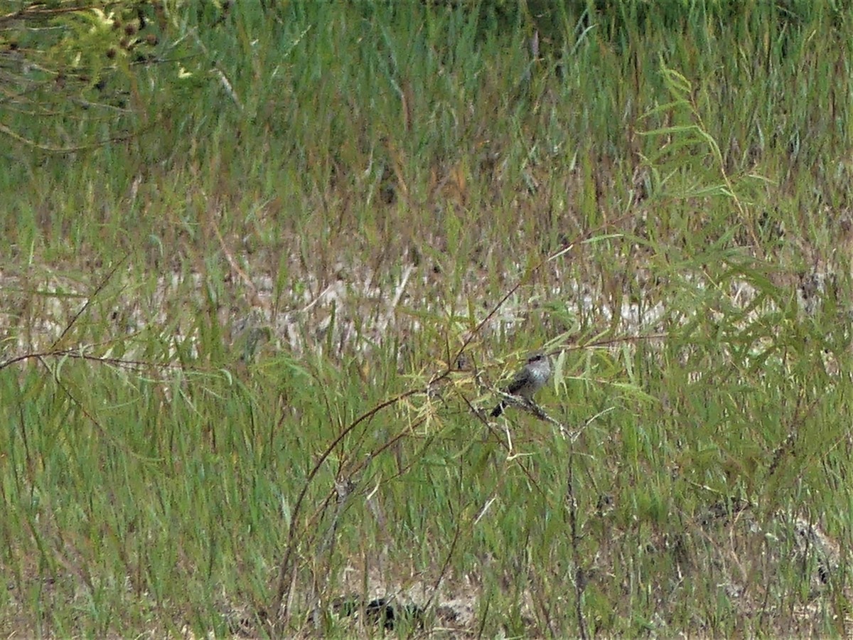 Vermilion Flycatcher - ML608749153