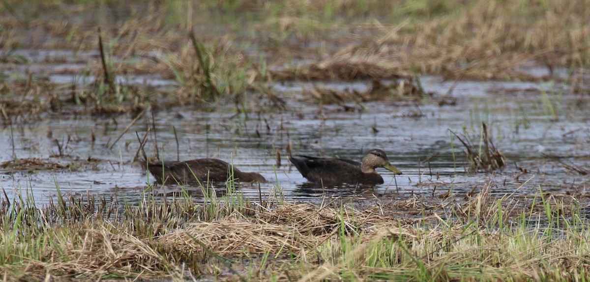 Canard noir - ML608749192