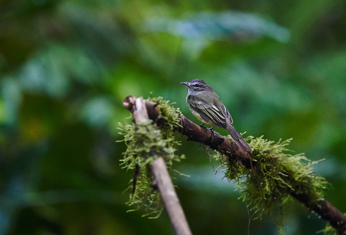 Sooty-headed Tyrannulet (griseiceps) - ML608749345