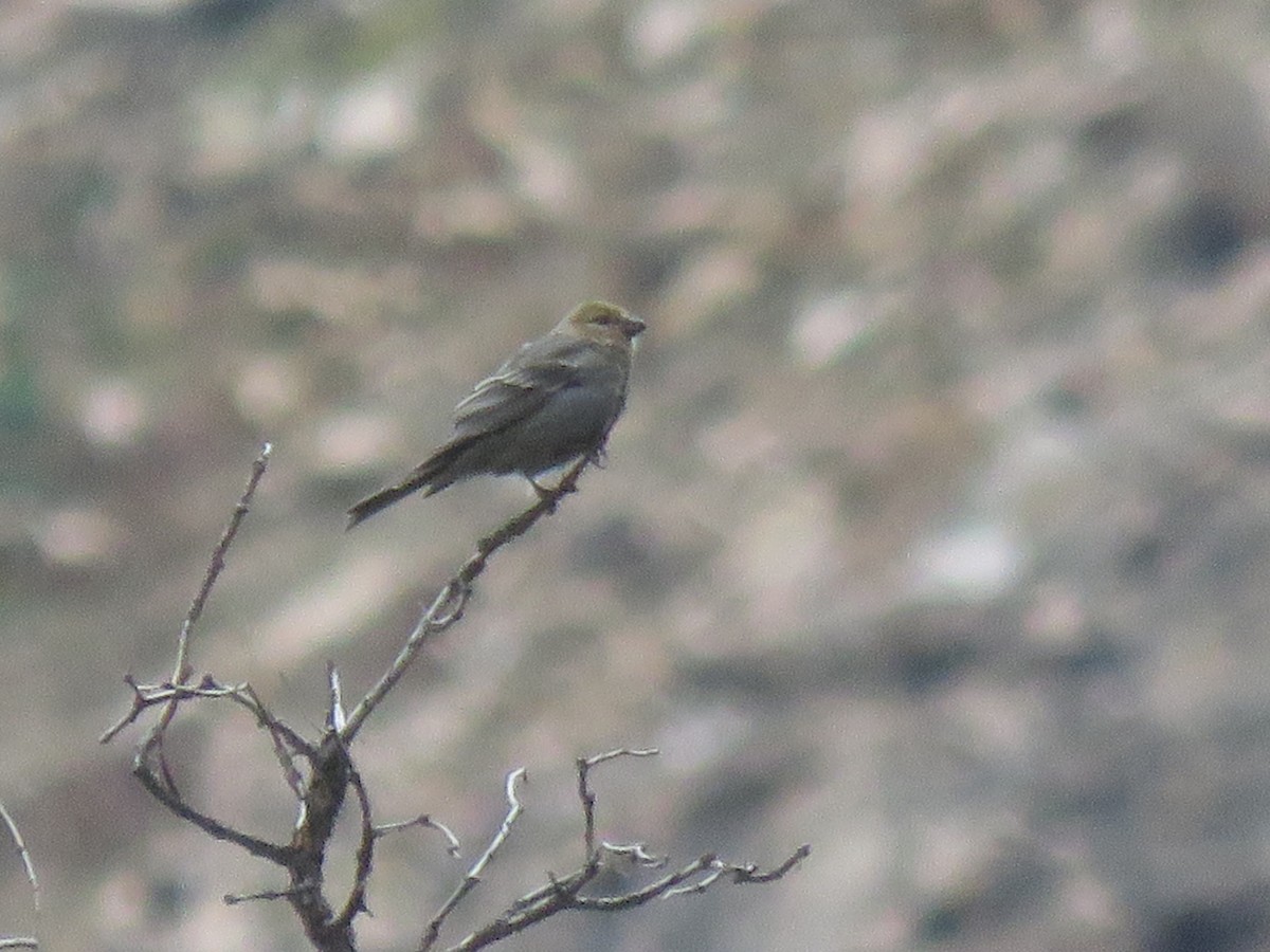 Pine Grosbeak (Rocky Mts.) - Bryant Olsen