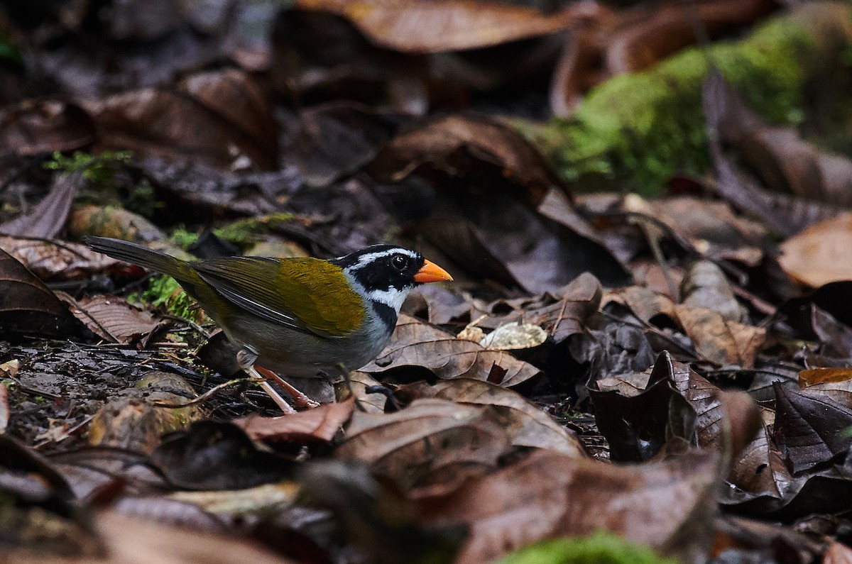 Orange-billed Sparrow (aurantiirostris Group) - ML608749360