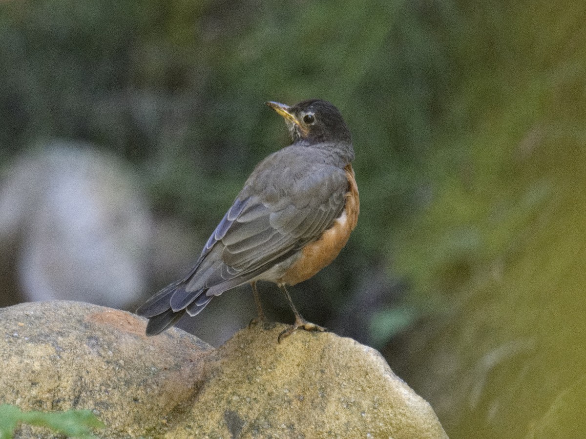 American Robin - ML608749443