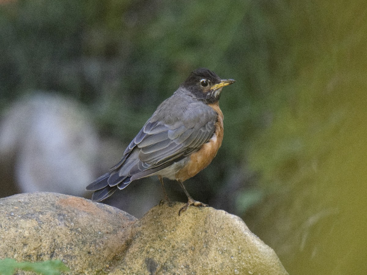 American Robin - ML608749445