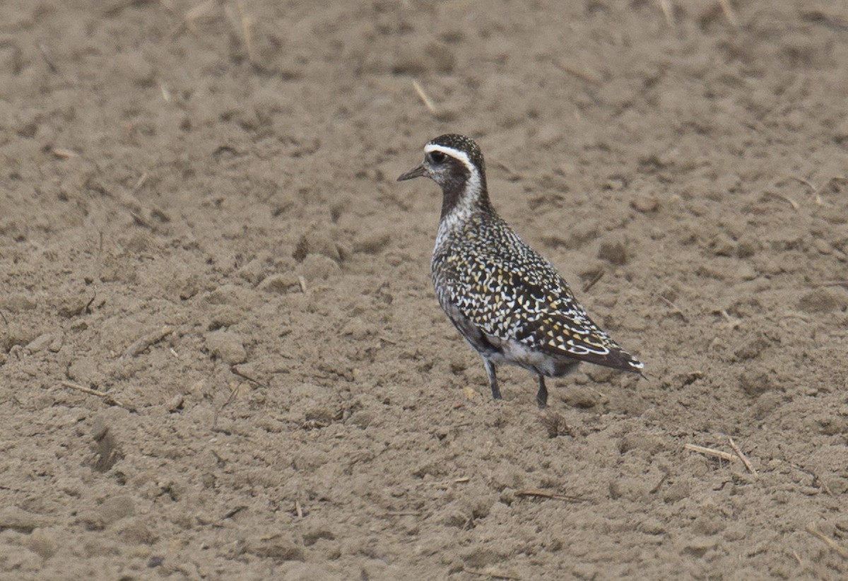 American Golden-Plover - ML608749502