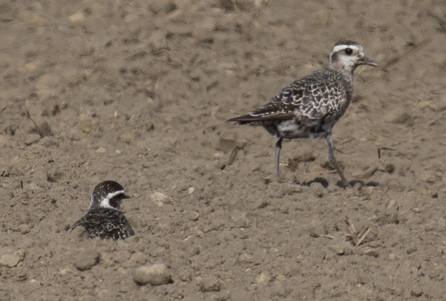 American Golden-Plover - ML608749503