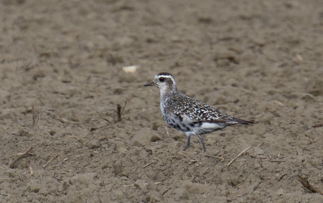 American Golden-Plover - ML608749504