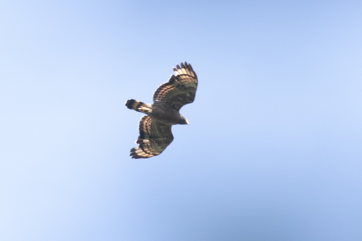 Mountain Serpent-Eagle - Po-Wei Chi