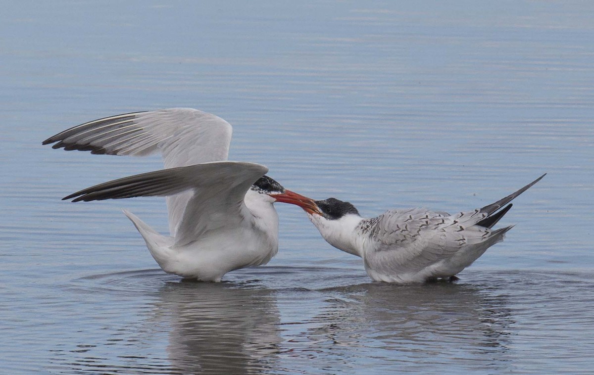 Caspian Tern - Tom Devecseri