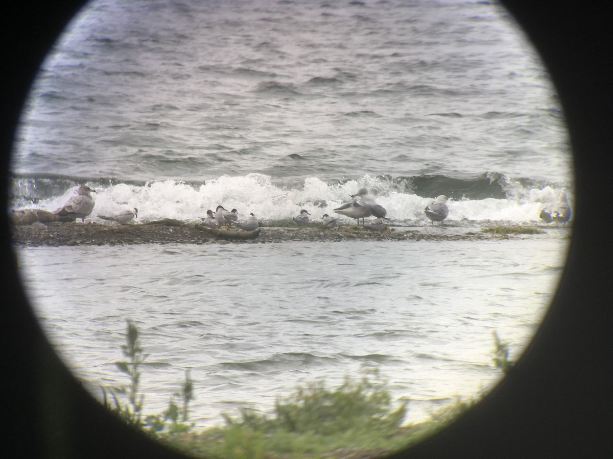 Common Tern - ML608749672