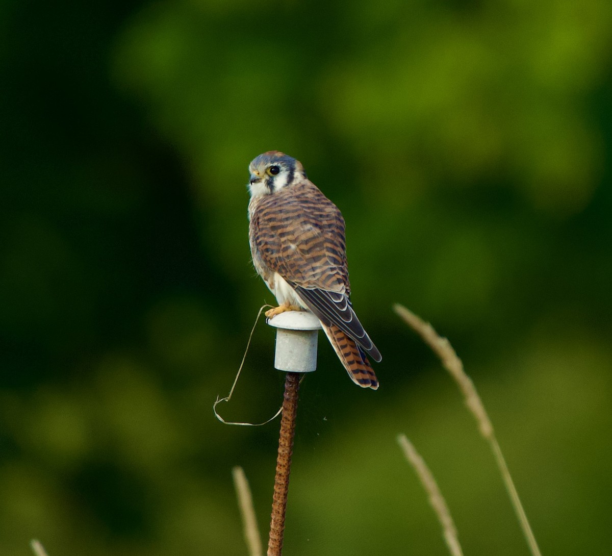 American Kestrel - ML608749683