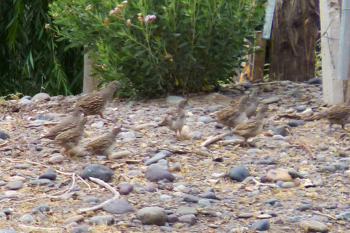 California Quail - ML608749729