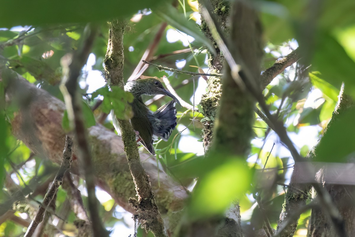 Bornean Spiderhunter - ML608749742