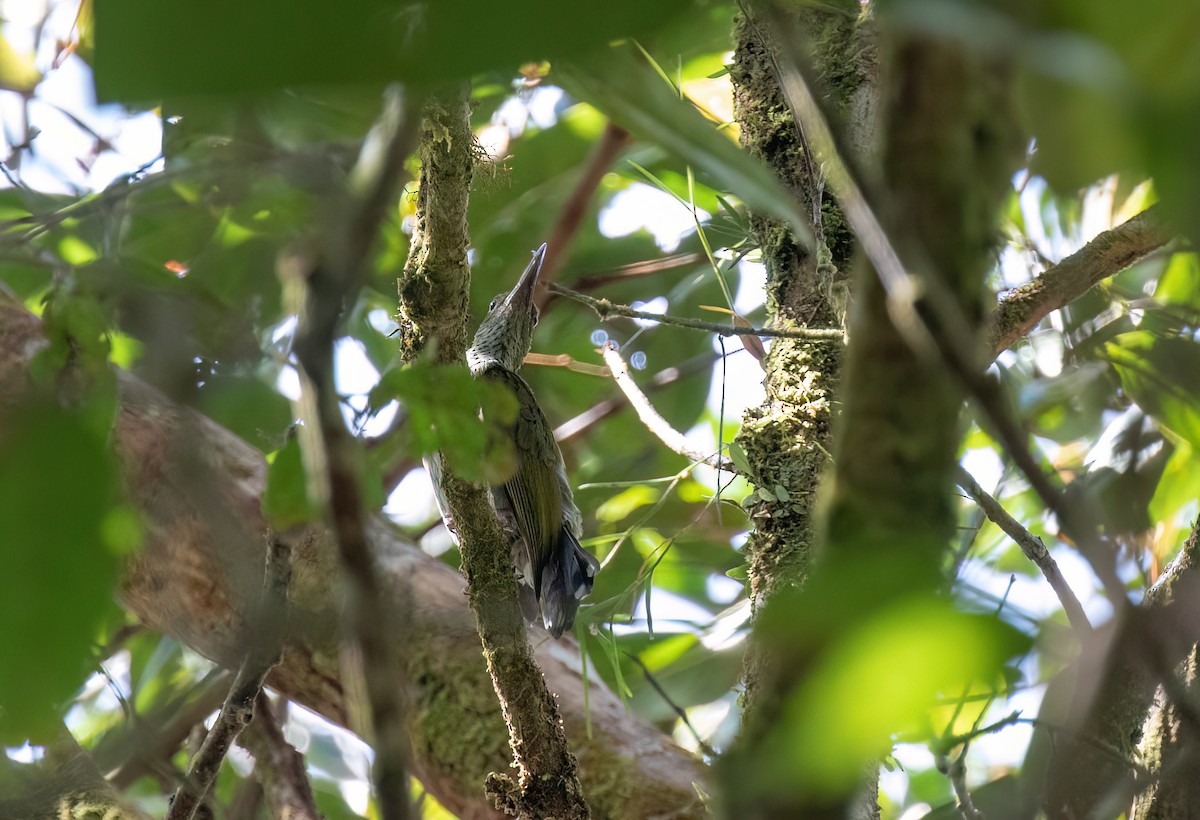 Bornean Spiderhunter - ML608749745