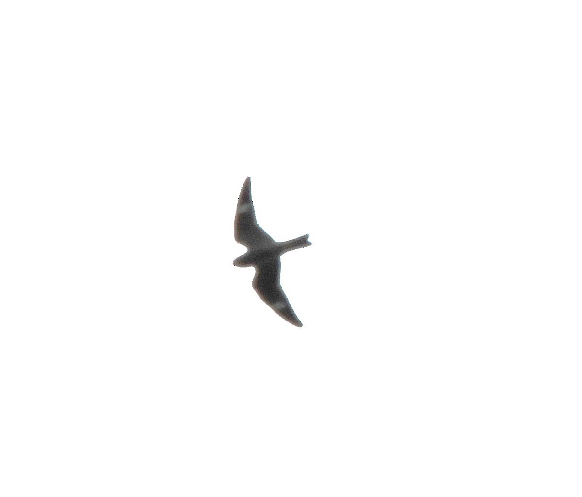 Common Nighthawk - ML608749782