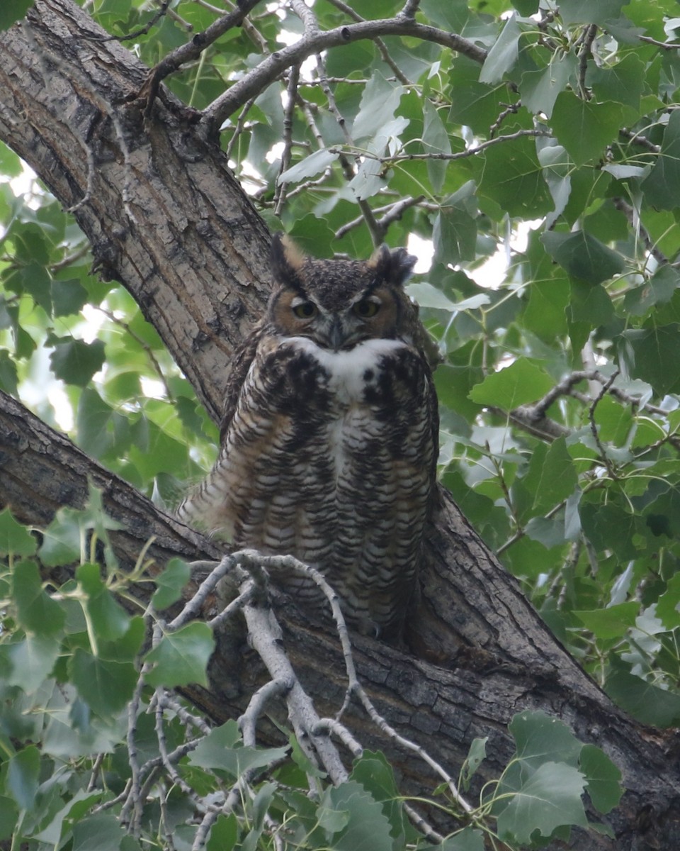 Great Horned Owl - ML608749839