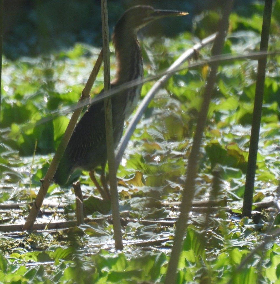 Green Heron - A M