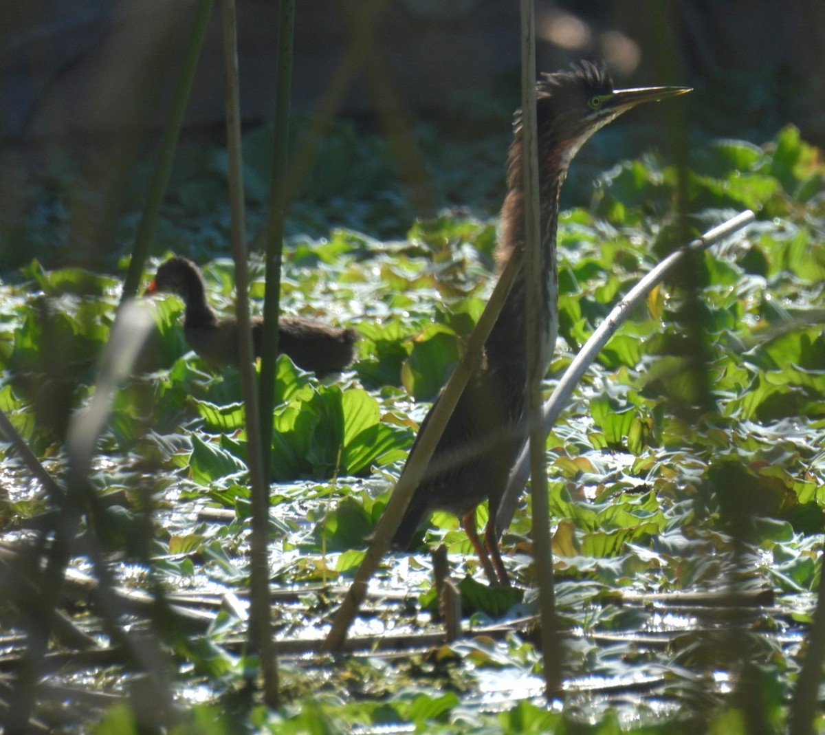 Green Heron - ML608749935