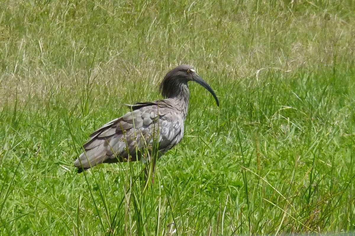 ibis běločelý - ML608749947