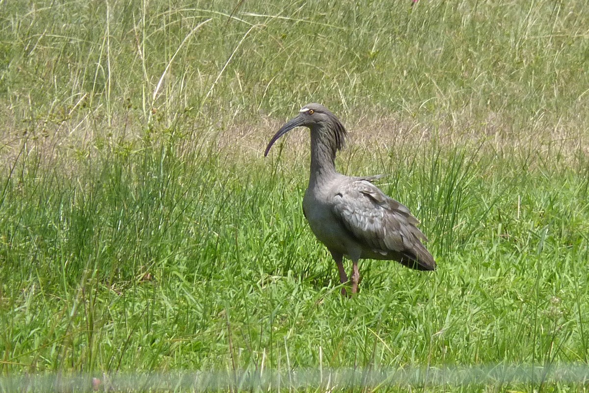 ibis běločelý - ML608749948