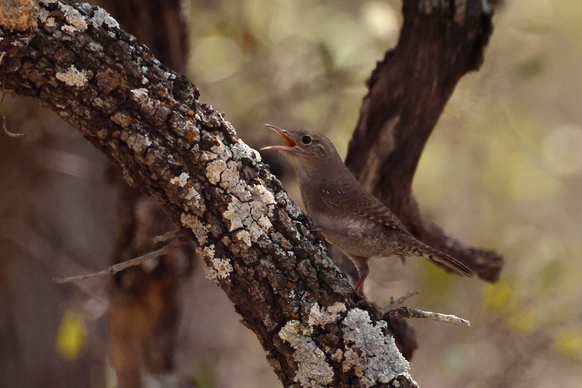 House Wren - ML608750011