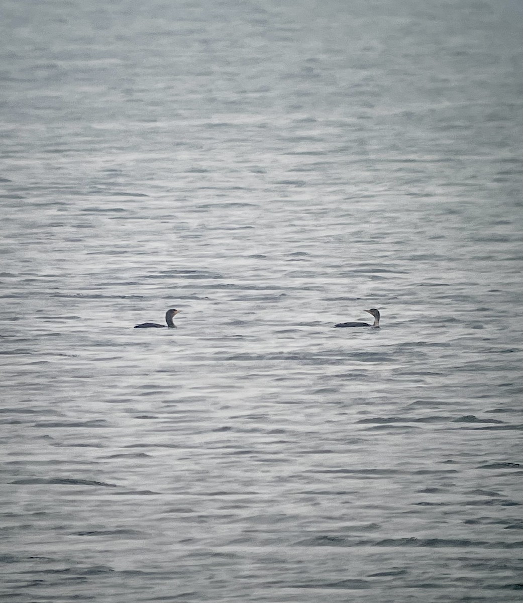 Double-crested Cormorant - ML608750033