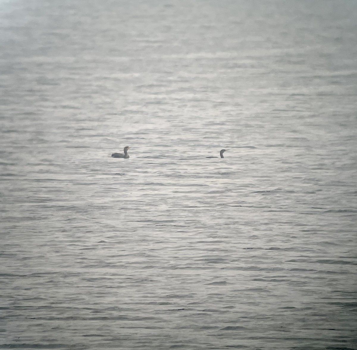 Double-crested Cormorant - ML608750035