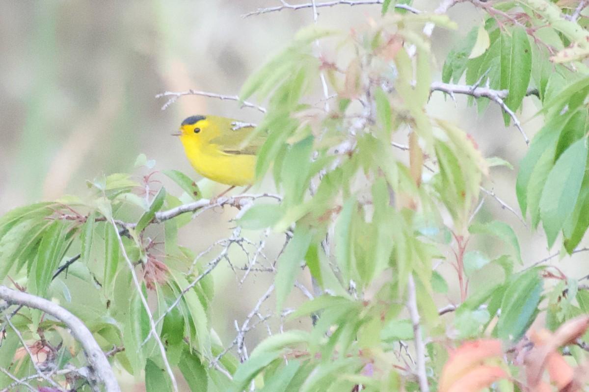 Wilson's Warbler - ML608750079