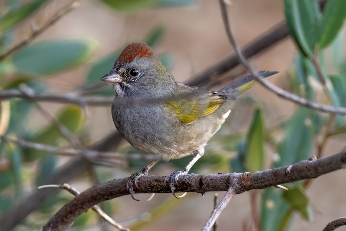 ミドリトウヒチョウ - ML608750134