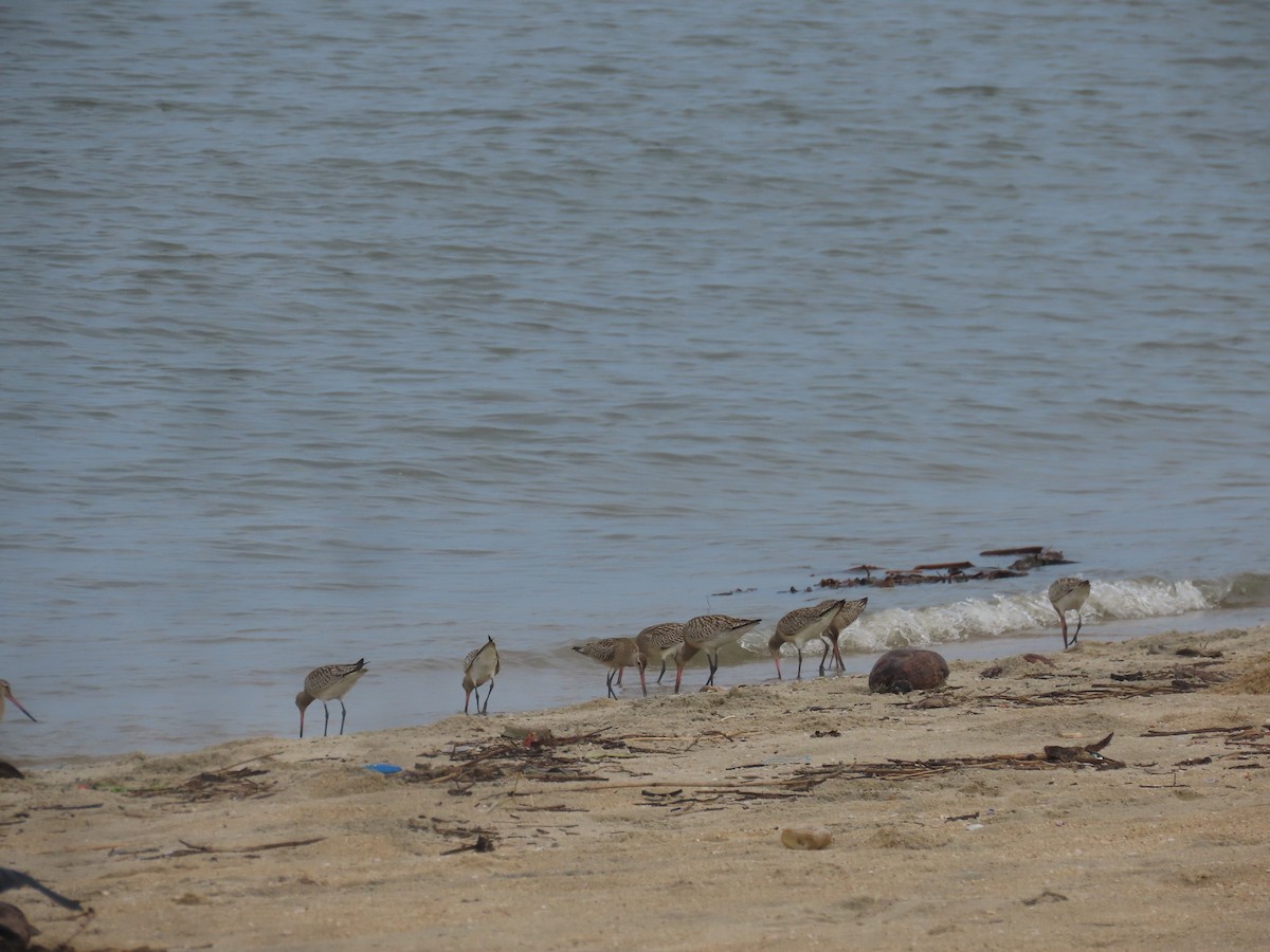 Bar-tailed Godwit - ML608750169
