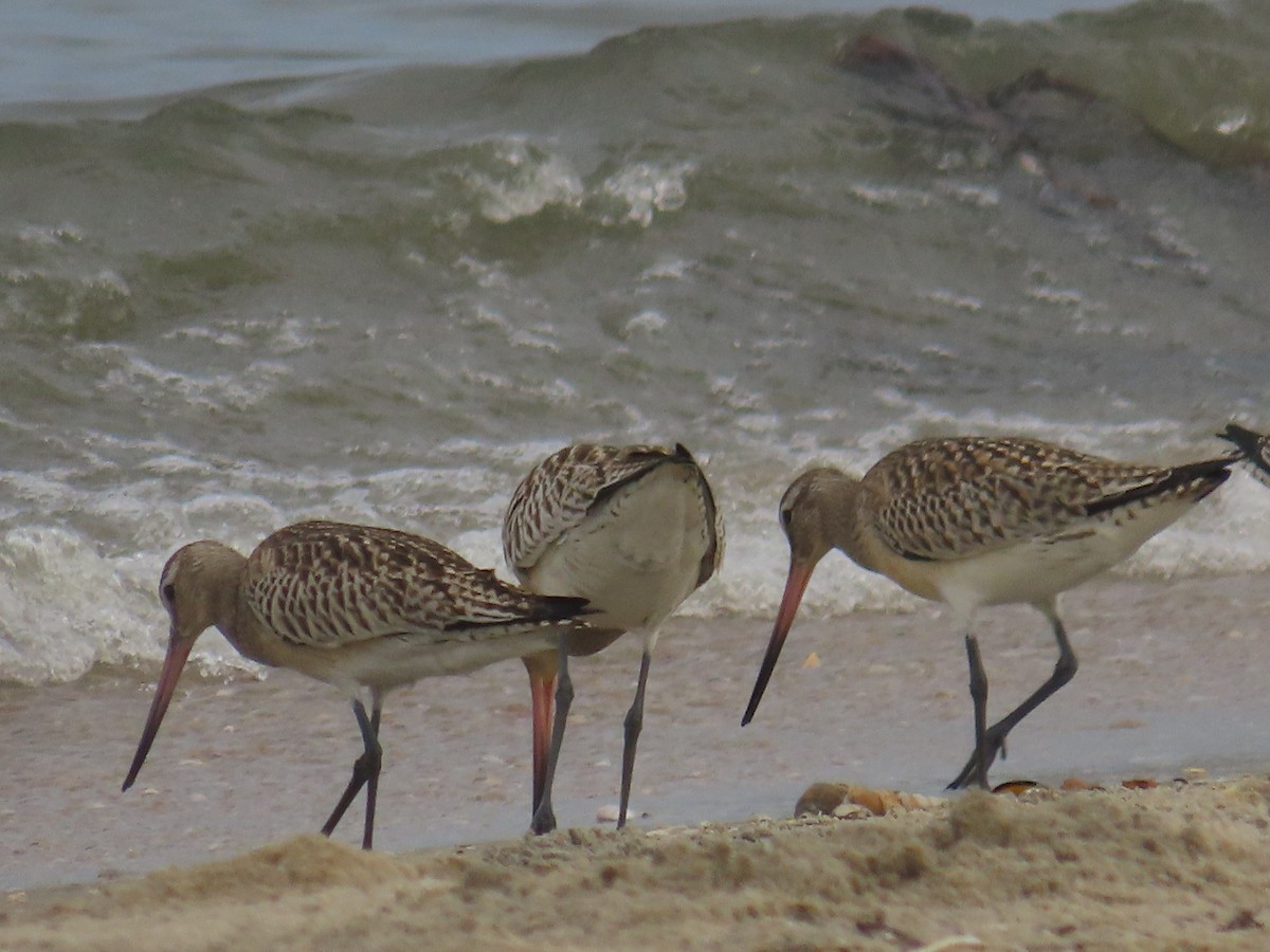 Bar-tailed Godwit - ML608750182