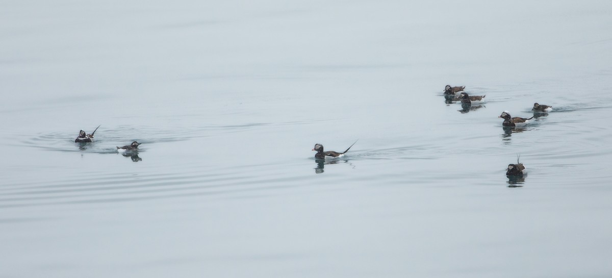 Long-tailed Duck - ML608750188