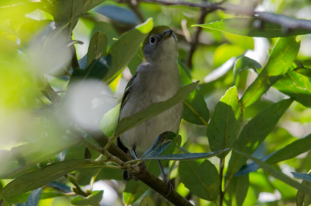 Chestnut-sided Warbler - ML608750305