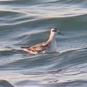 Red-necked Phalarope - ML608750478