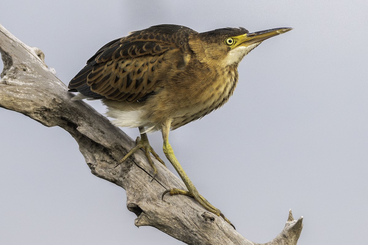 Least Bittern - ML608750647