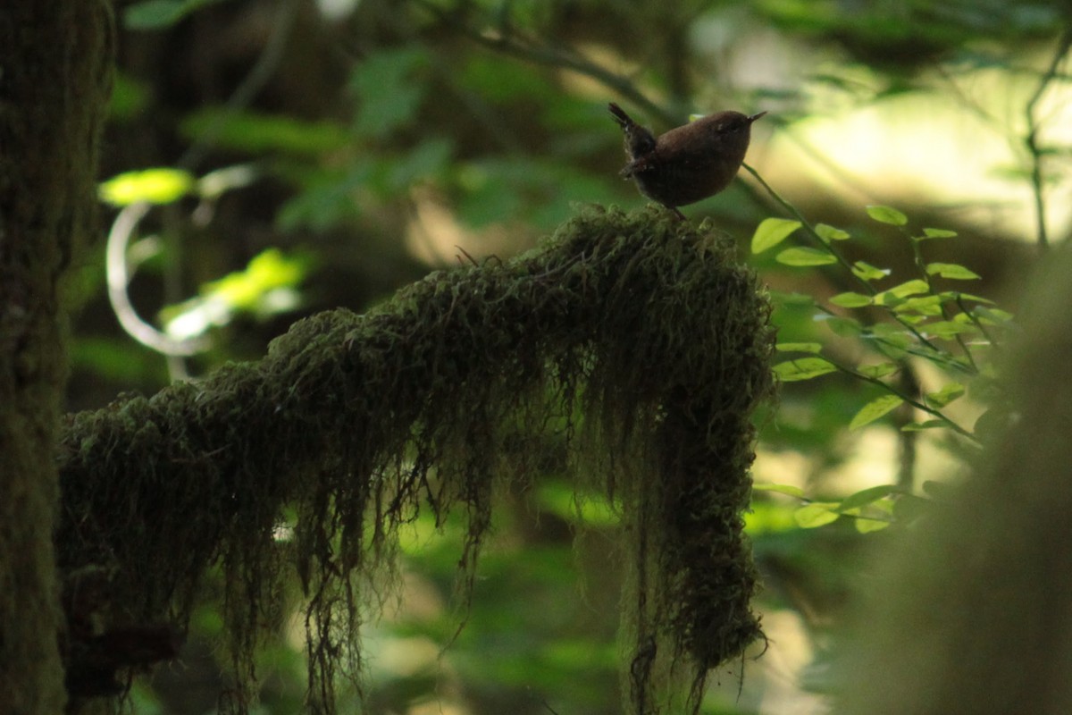 Pacific Wren - ML608750649