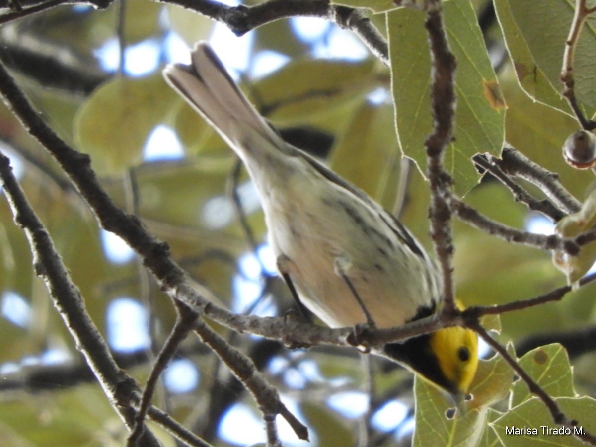 Hermit Warbler - ML608750671