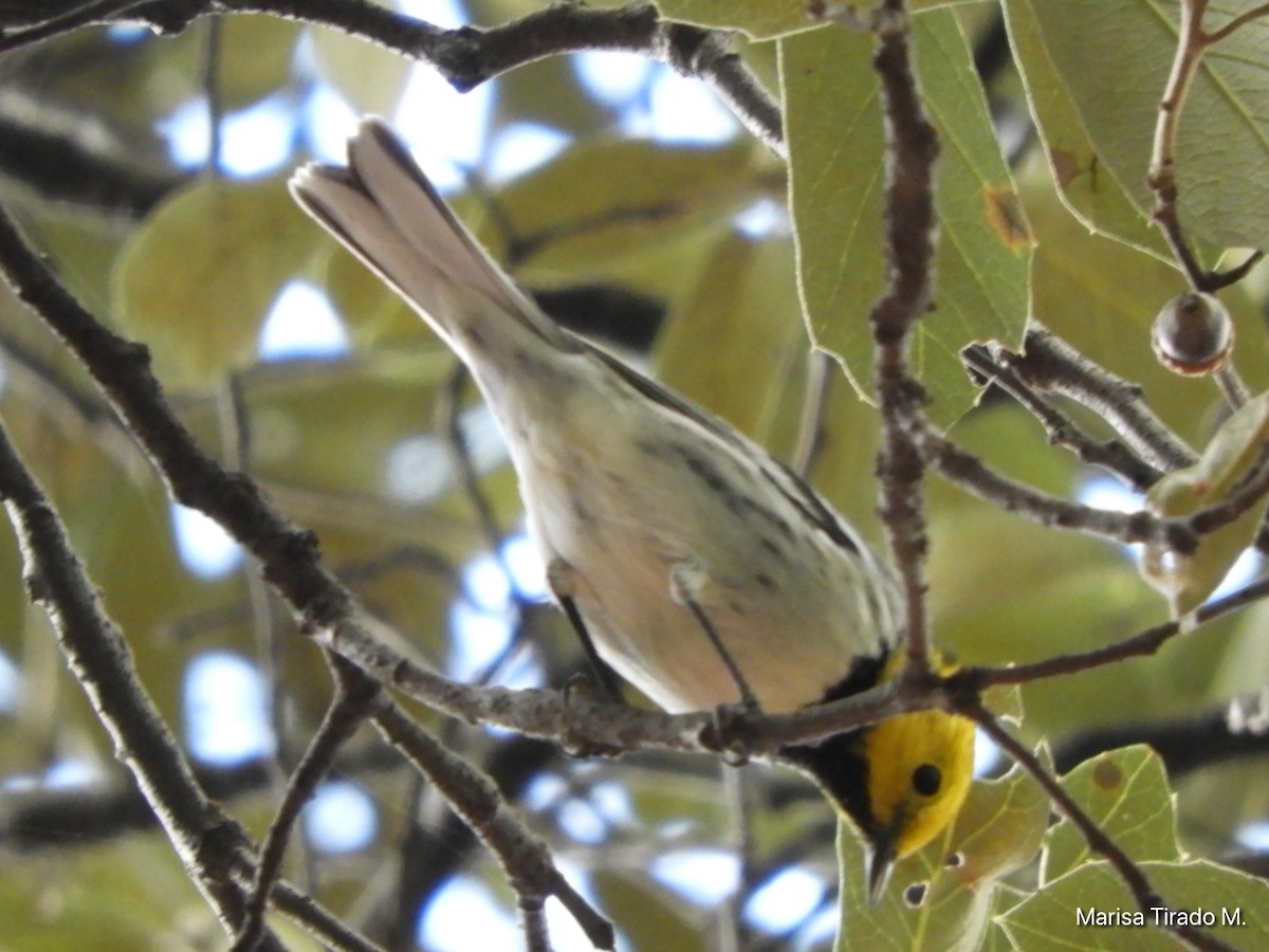 Hermit Warbler - Marisa Tirado