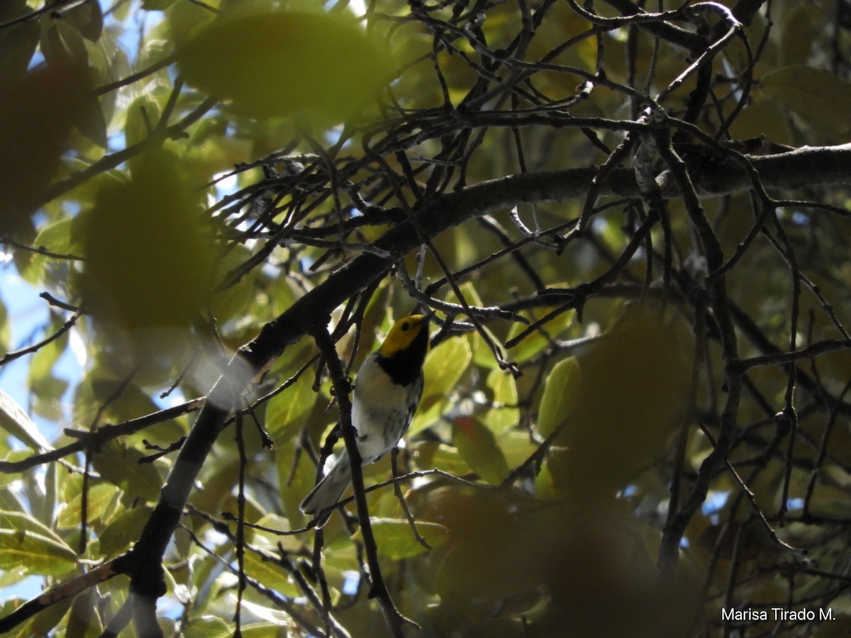 Hermit Warbler - ML608750675