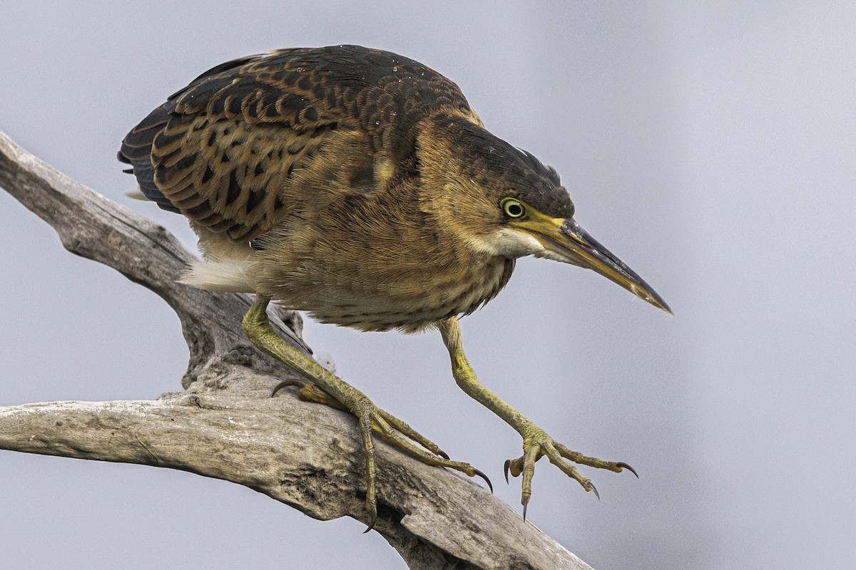 Least Bittern - ML608750677