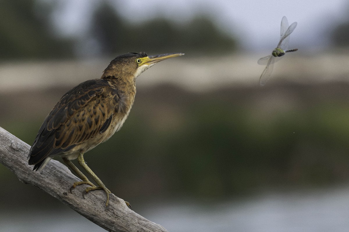 Least Bittern - ML608750681